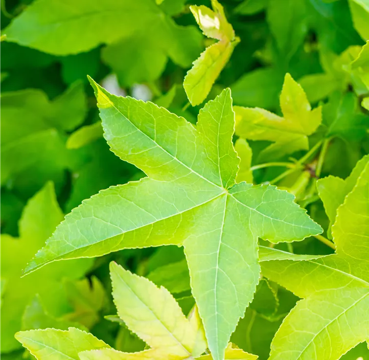 Kugel-Amberbaum 'Gum Ball'