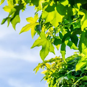 Liquidambar styraciflua Gum Ball