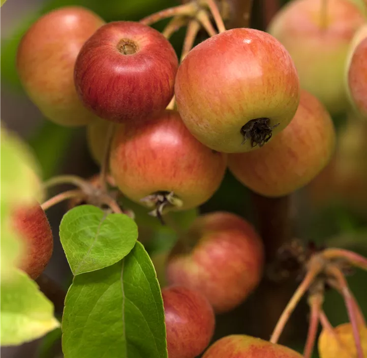 Zierapfel 'Evereste'®, 15 Liter Topf