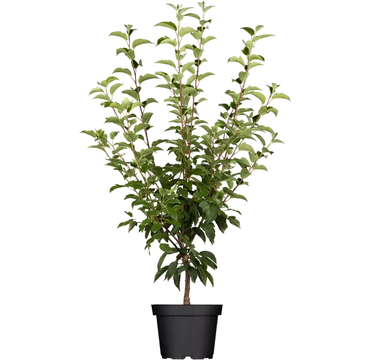 Zierapfel 'Evereste'®, 15 Liter Topf