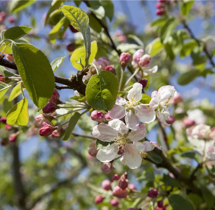 Zierapfel 'Evereste'®, 15 Liter Topf