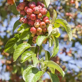 Malus Evereste Stamm
