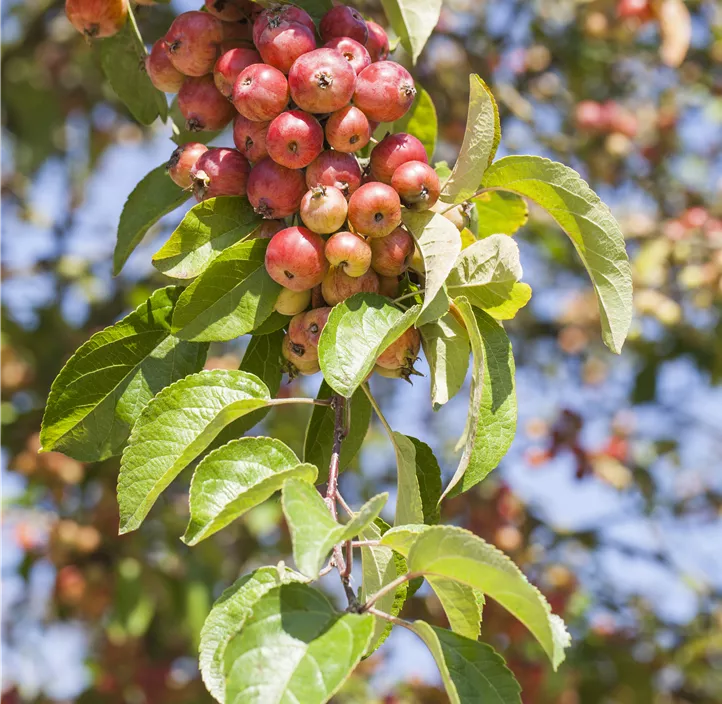 Zierapfel 'Evereste'®, 15 Liter Topf