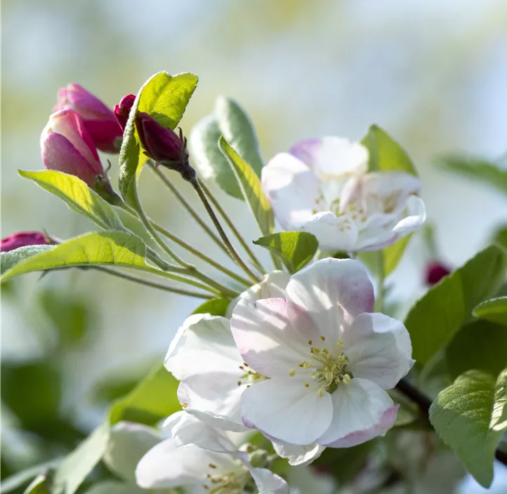 Zierapfel 'Evereste'®, 15 Liter Topf