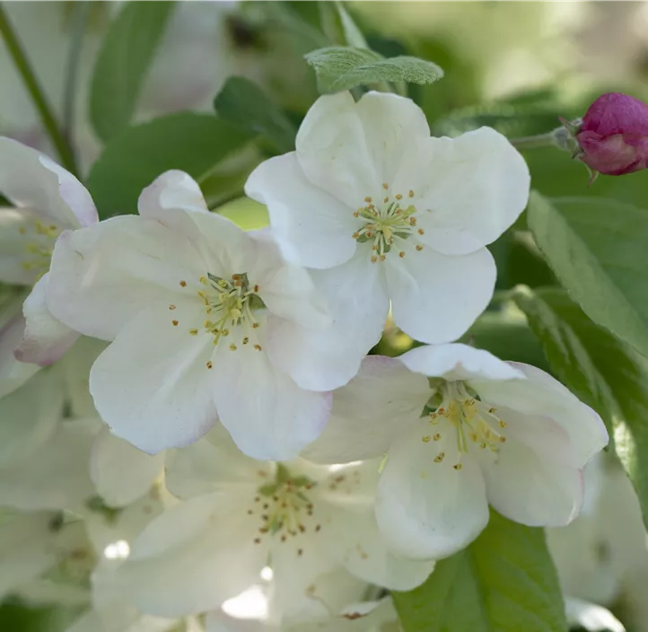 Zierapfel 'Evereste'®, 15 Liter Topf