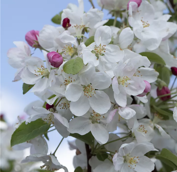 Zierapfel 'Evereste'®, 15 Liter Topf