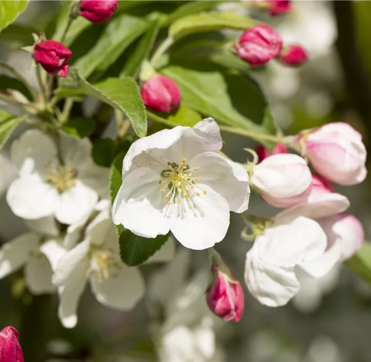 Zierapfel 'Evereste'®, 15 Liter Topf