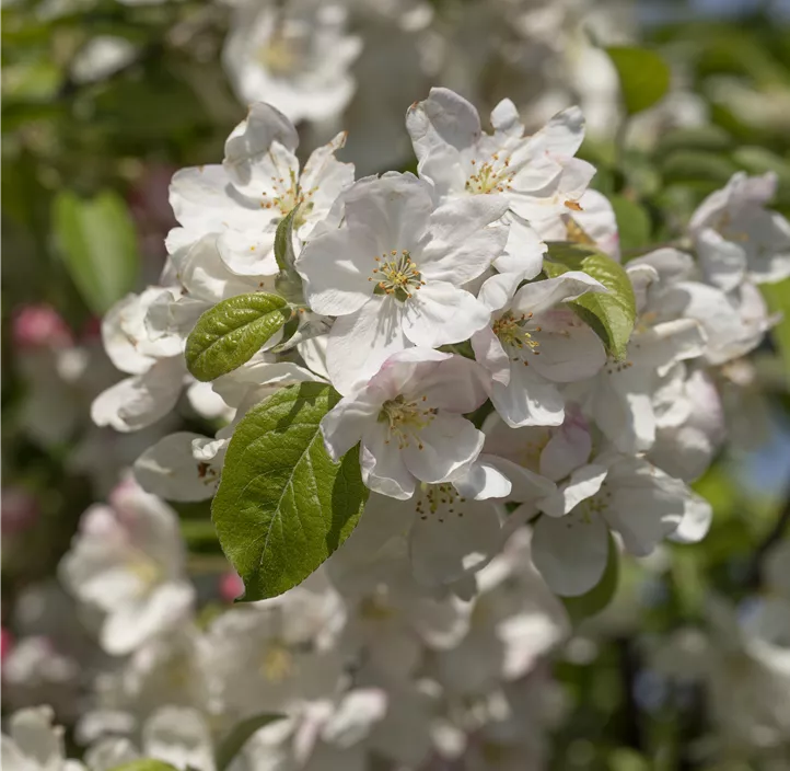 Zierapfel 'Evereste'®, 15 Liter Topf