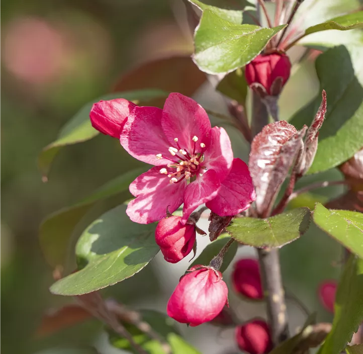 Zierapfel 'Royalty', 15 Liter Topf