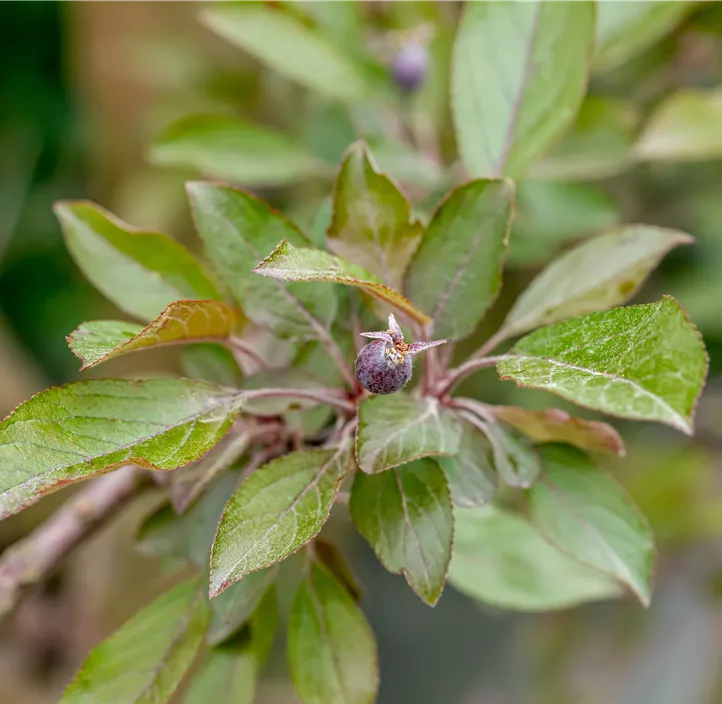 Zierapfel 'Royalty', 15 Liter Topf