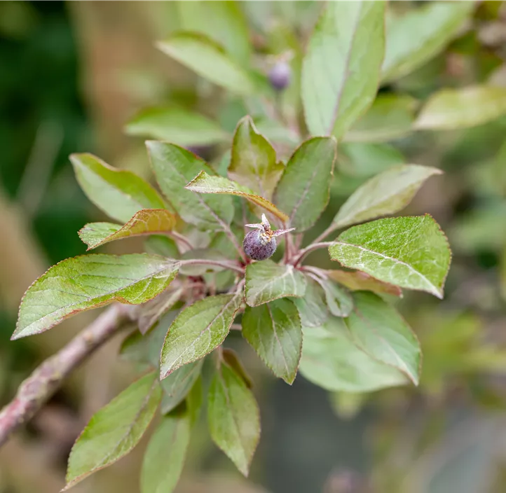 Zierapfel 'Royalty', 15 Liter Topf
