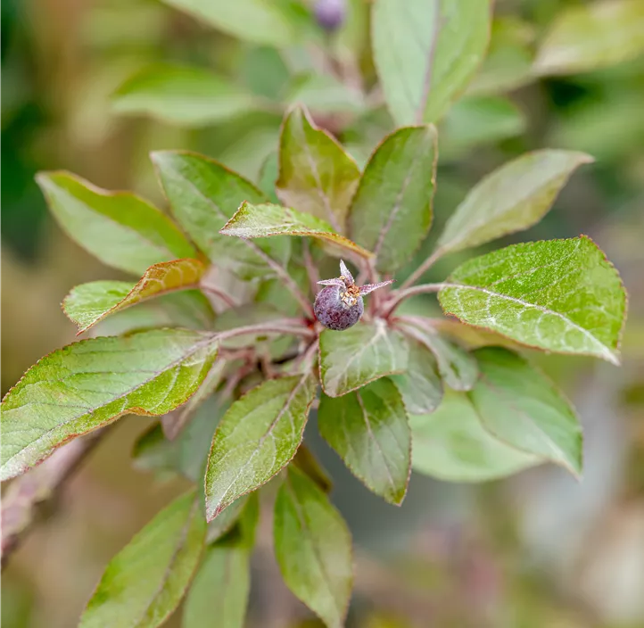 Zierapfel 'Royalty', 15 Liter Topf