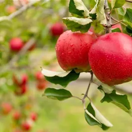 Malus domestica (Keltischer Baumkreis)