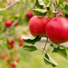 Malus domestica (Keltischer Baumkreis)