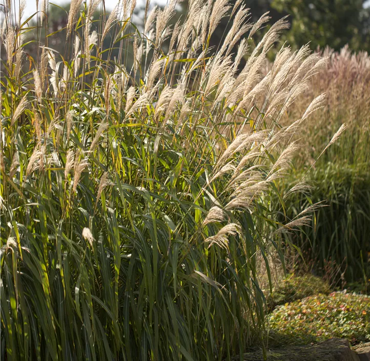 Garten-Chinaschilf 'Adagio', 5 Liter Topf