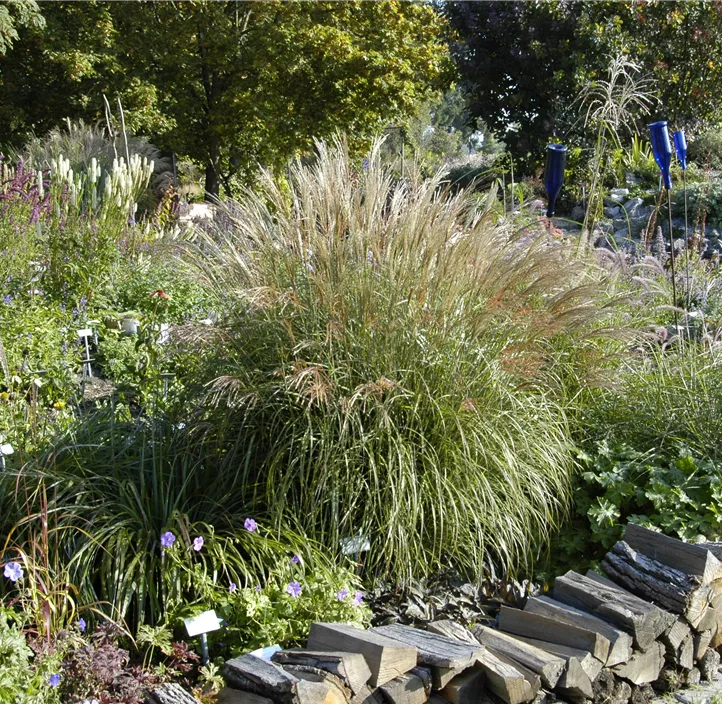 Garten-Chinaschilf 'Adagio', 5 Liter Topf