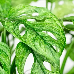 Monstera Adansonii Mint