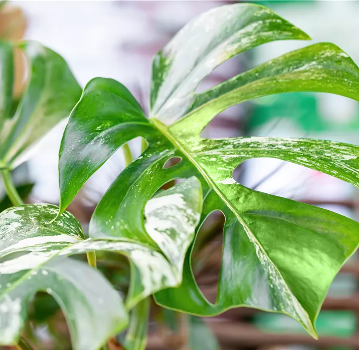 Fensterblatt 'Variegata'