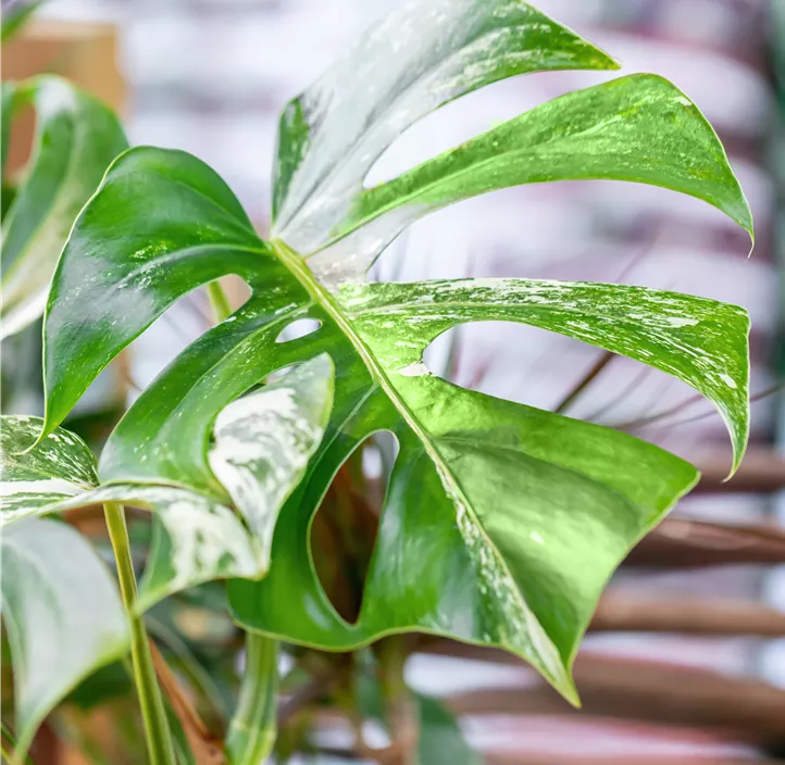 Fensterblatt 'Variegata'