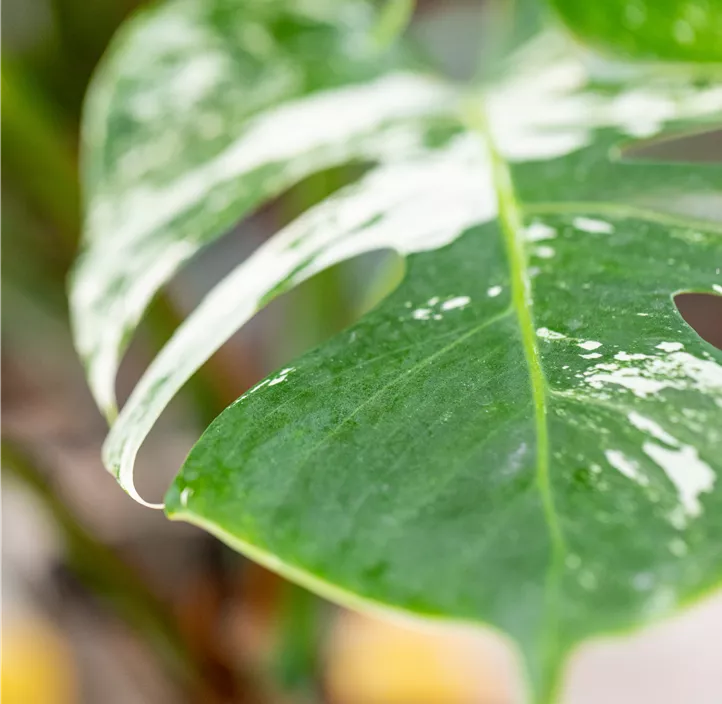Fensterblatt 'Variegata'