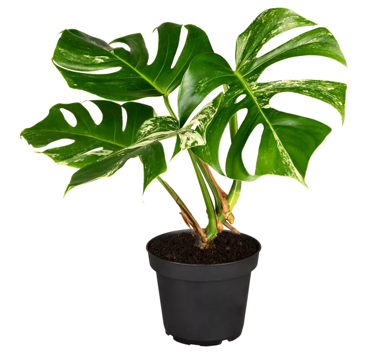 Fensterblatt 'Variegata'