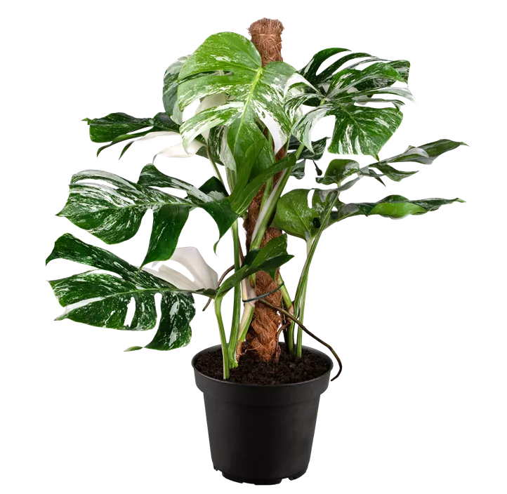 Fensterblatt 'Variegata'