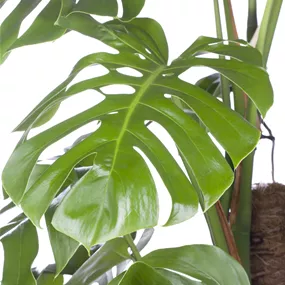 Monstera pertusum