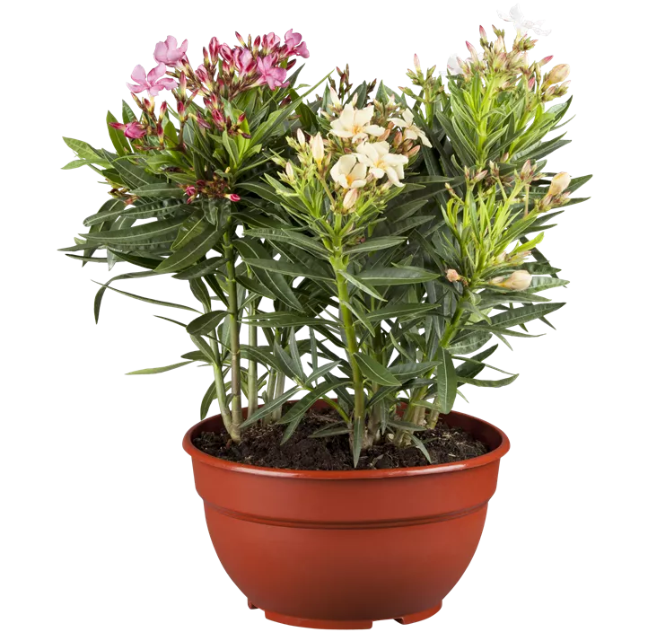Oleander 'Tricolor'
