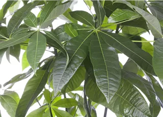 Pachira aquatica