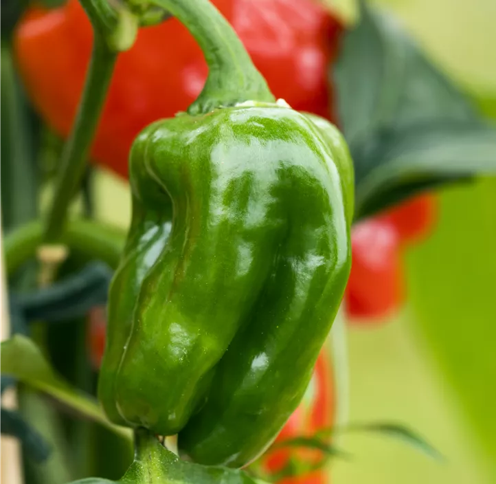 Paprika Neusiedler Ideal