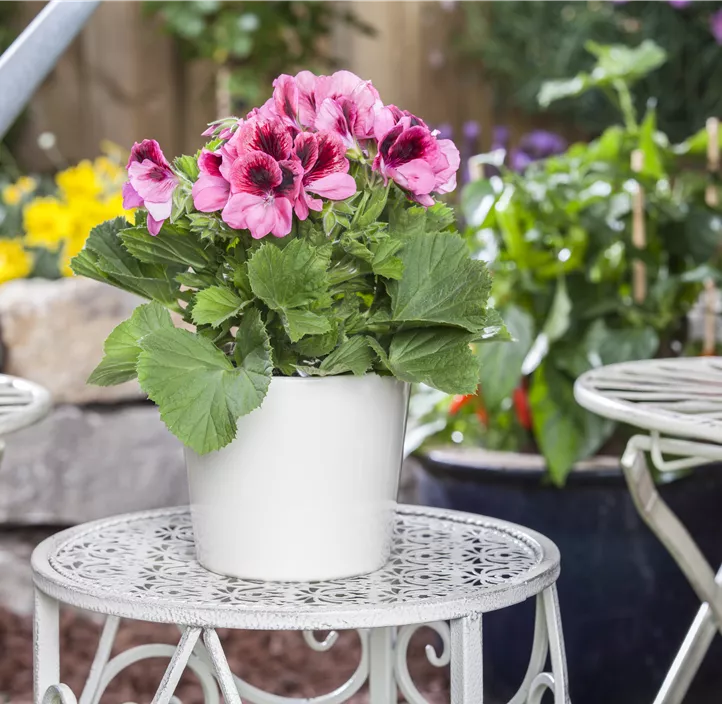 Englische Pelargonie