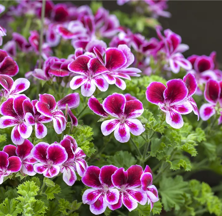 Englische Pelargonie