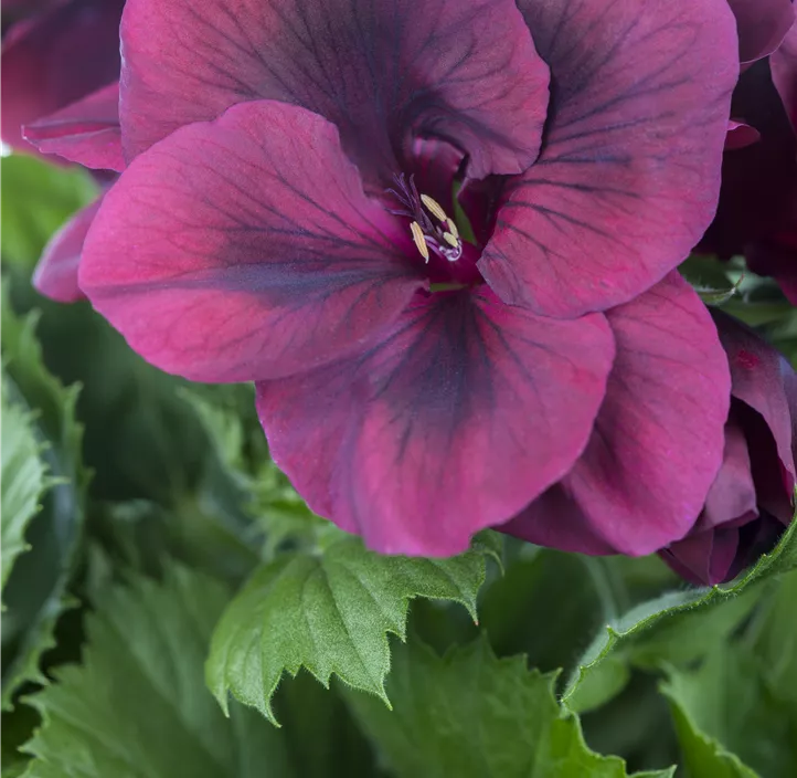 Englische Pelargonie