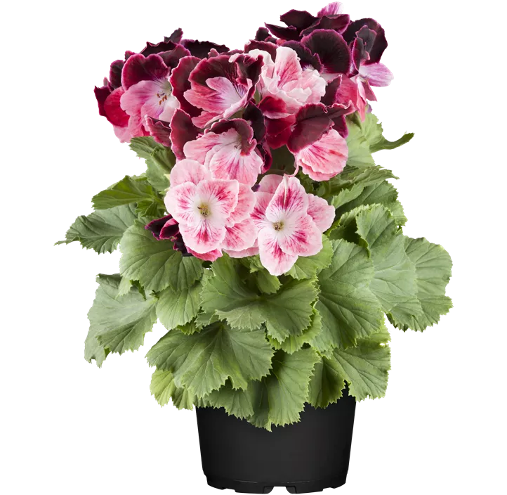 Englische Pelargonie