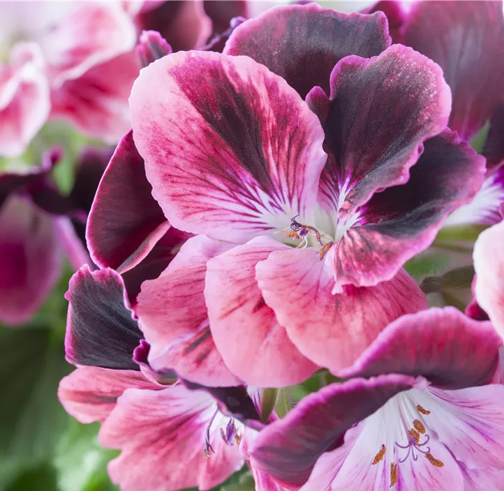 Englische Pelargonie