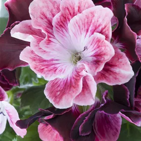 Pelargonium grandiflorum