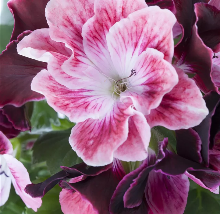 Englische Pelargonie