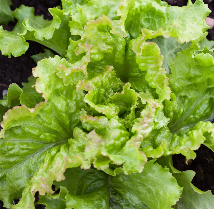 Pflücksalat amerikanischer Brauner