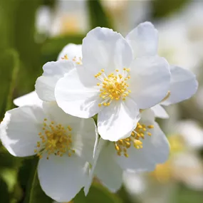 Philadelphus coronarius (Lieferartikel)