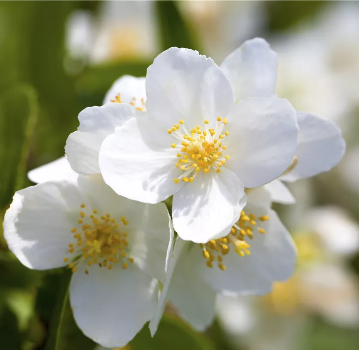 Duftender Bauernjasmin