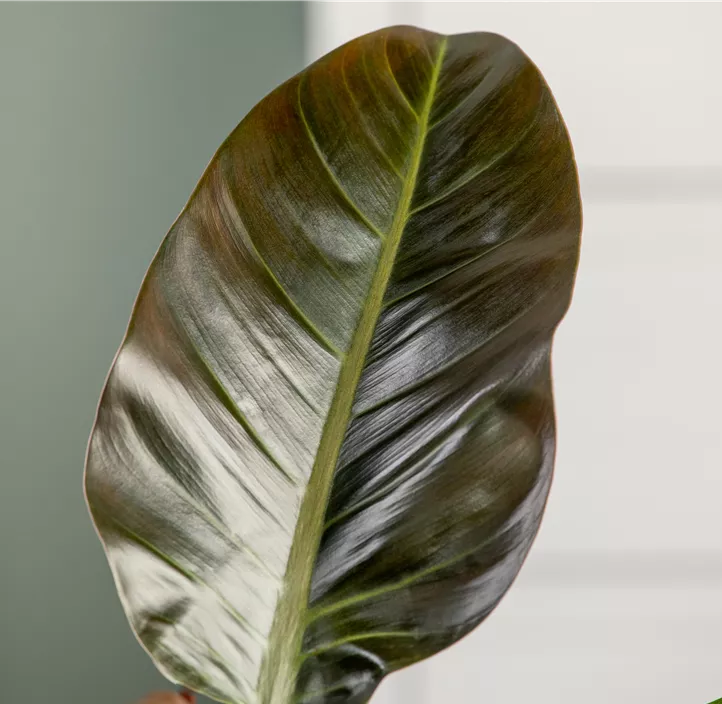 Philodendron 'Imperial Red'