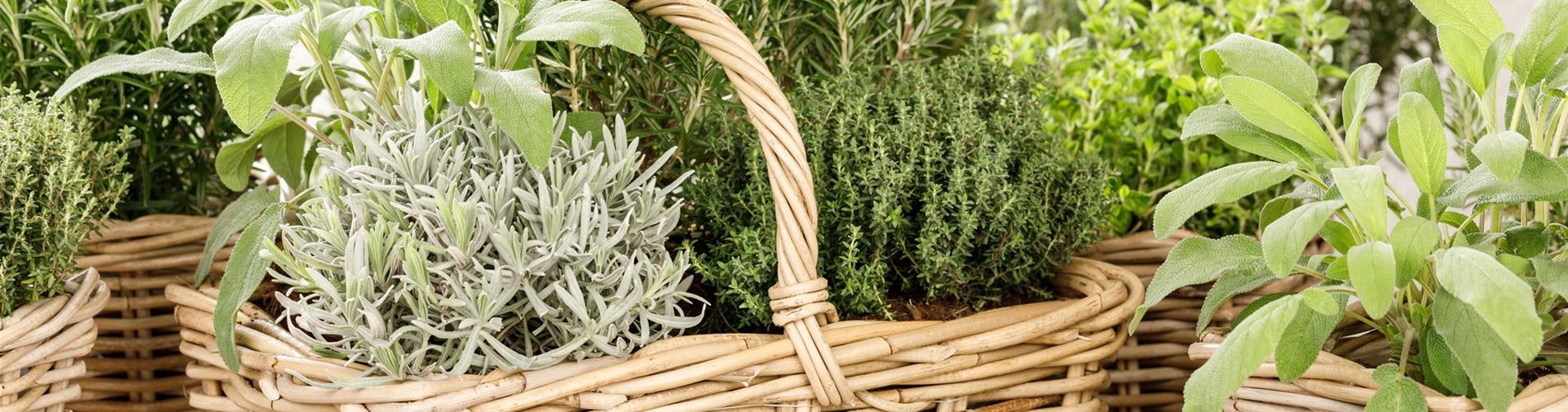 GS531504_Kräuter_-0-0-3360-2240 GS531504_Kräuter_-0-0-3360-2240