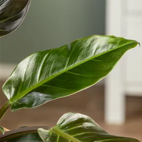 Philodendron Imperial Red