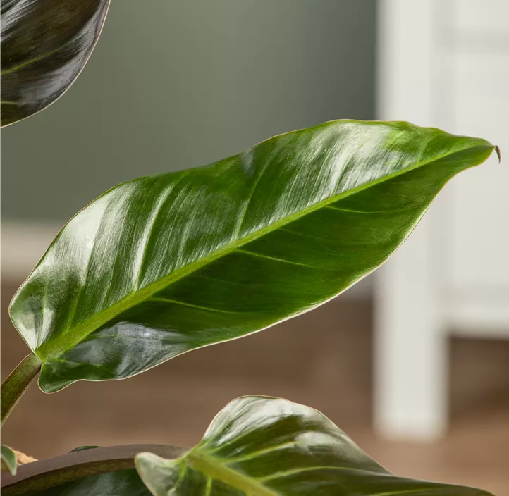 Philodendron 'Imperial Red'