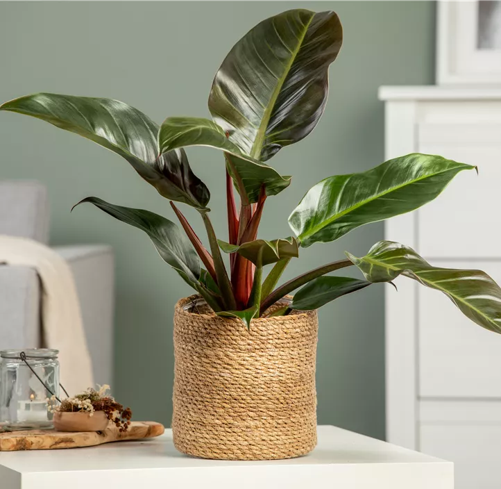 Philodendron 'Imperial Red'