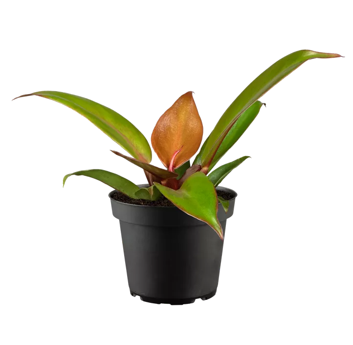 Baumfreund 'Prince of Orange', 19 cm Topf