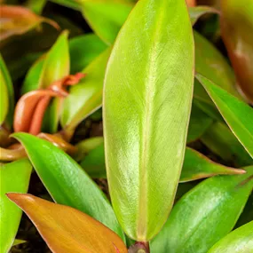 Philodendron Prince of Orange