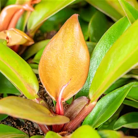 Philodendron Prince of orange