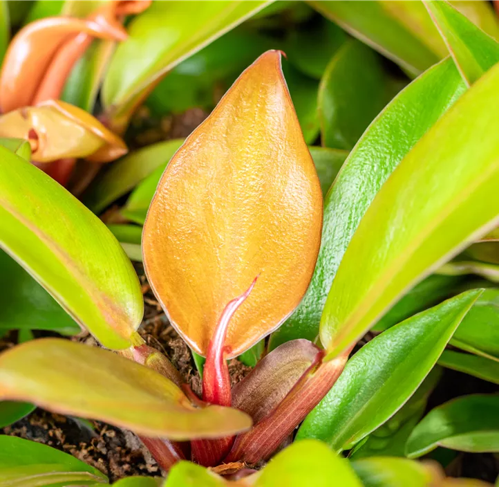 Baumfreund 'Prince of Orange', 19 cm Topf