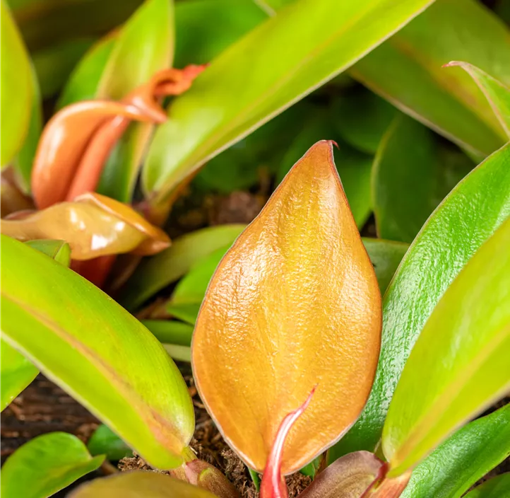 Baumfreund 'Prince of Orange', 19 cm Topf